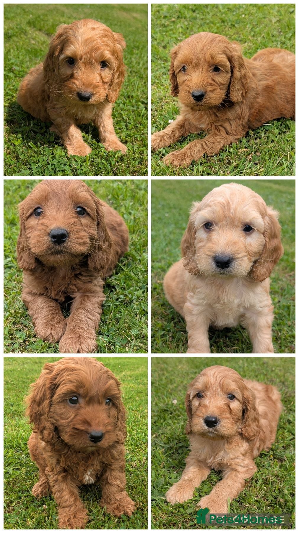 Cockapoo dogs Quality F1 Cockapoo puppies  - Advert 1