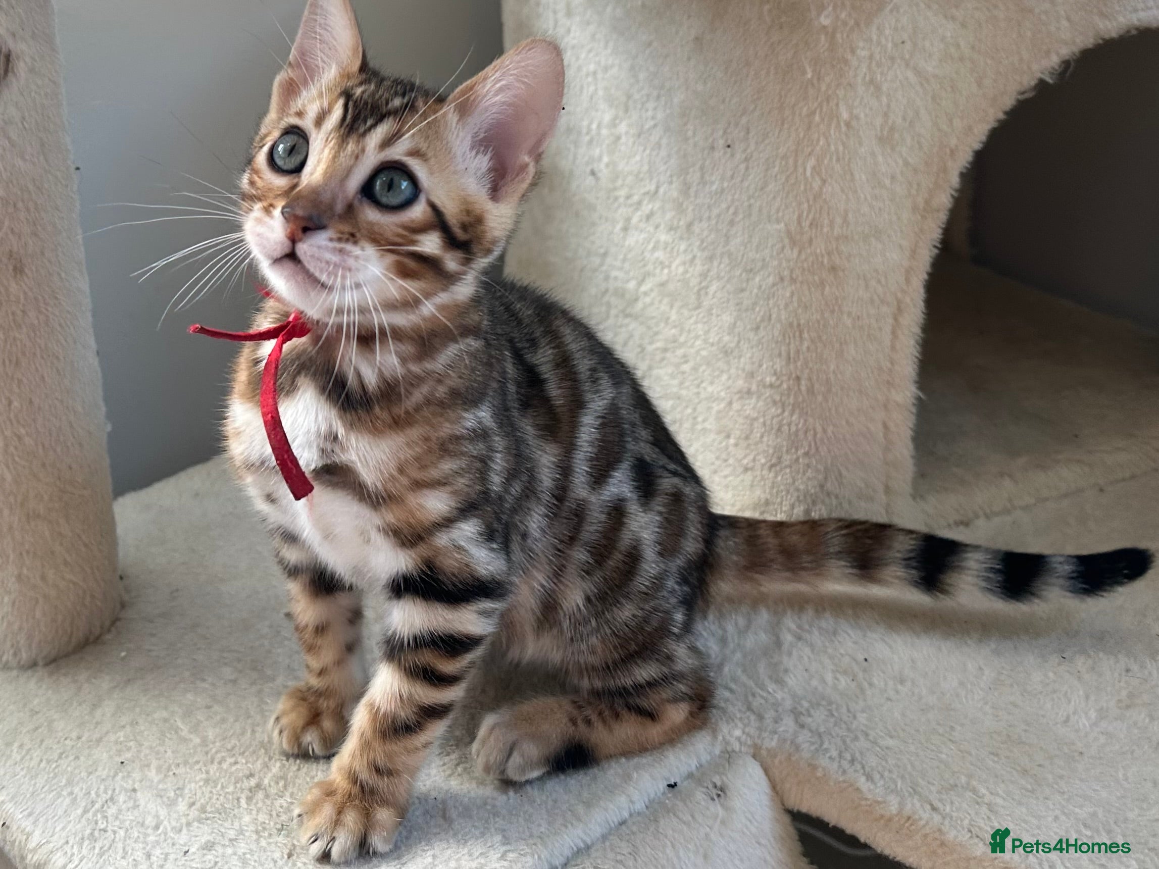 Bengal cats Beautiful Bengal babies ready this weekend  - Advert 7