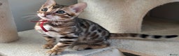 Bengal cats for sale: Beautiful Bengal babies ready this weekend  - Advert 1