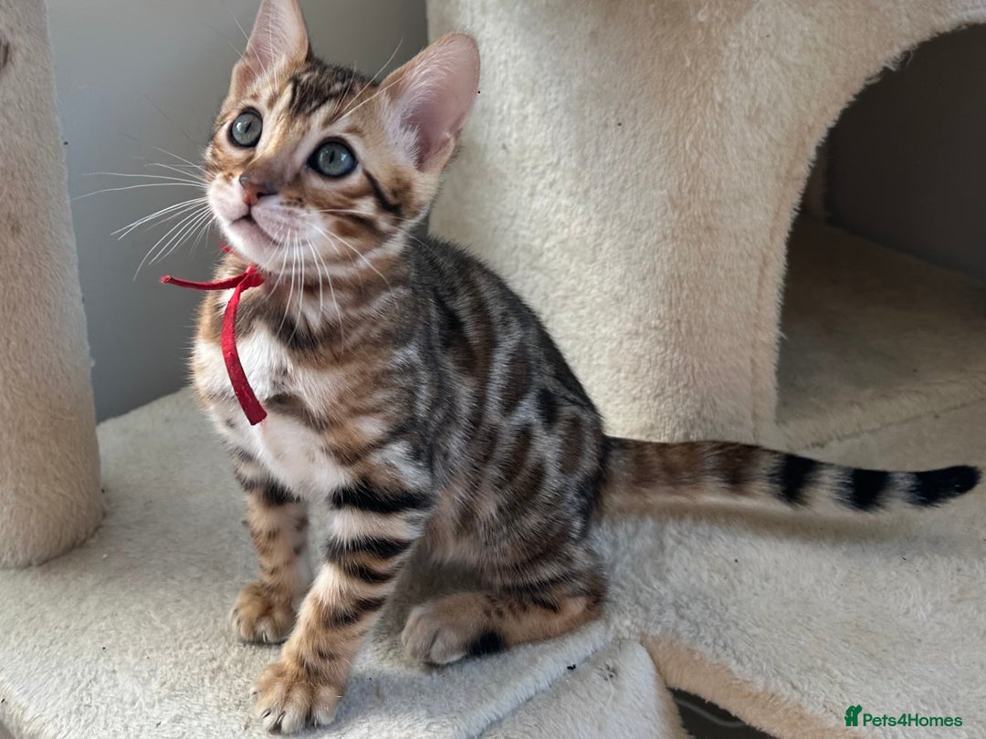 Bengal cats for sale: Beautiful Bengal babies ready this weekend  - Advert 1