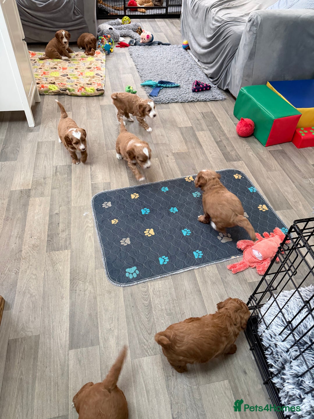 Australian Labradoodle dogs for sale: Australian Labradoodle Puppies  - Advert 6