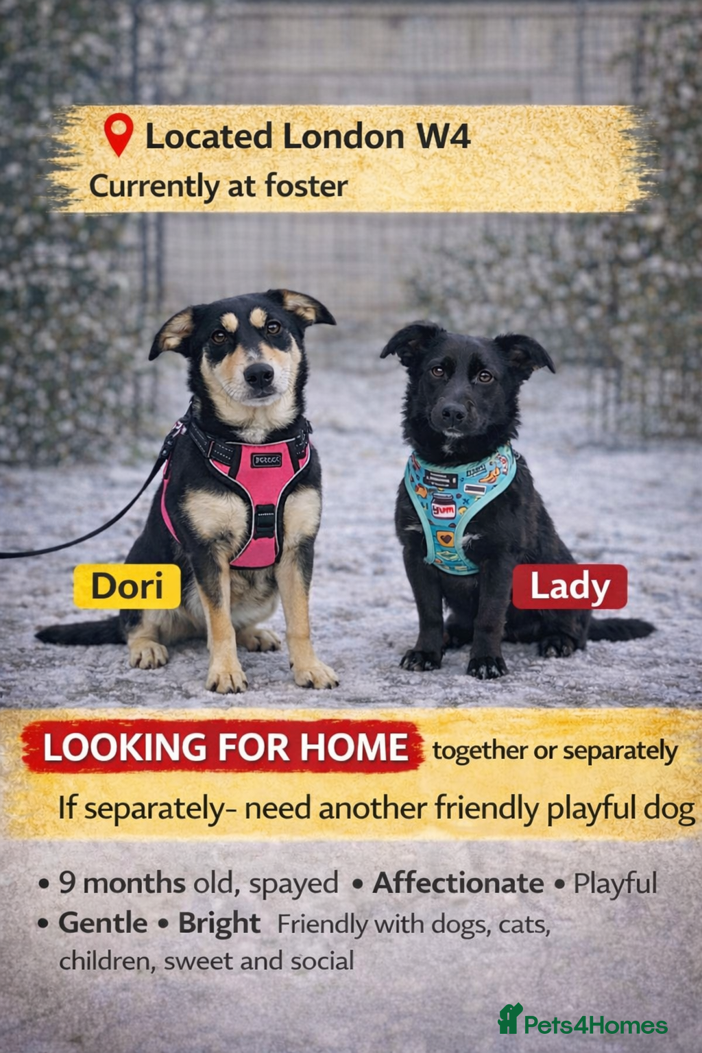 Mixed Breed dogs ❤️LADY&DORI❤️ Small Gentle and Social Sisters in London - Advert 4