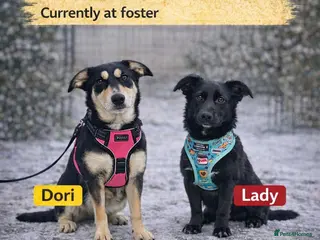 Mixed Breed dogs ❤️LADY&DORI❤️ Small Gentle and Social Sisters in London - Advert 4