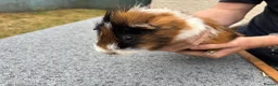 Guinea Pig rodents for sale: Guinea pigs for sale  in Caernarfon - Advert 7