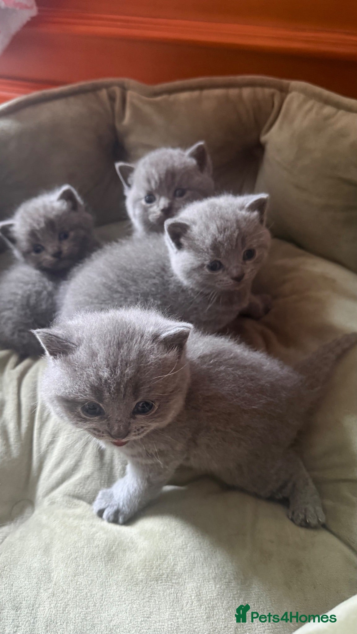 British Shorthair cats     British Shorthair  - Advert 5