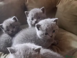 British Shorthair cats British Shorthair - Advert 3