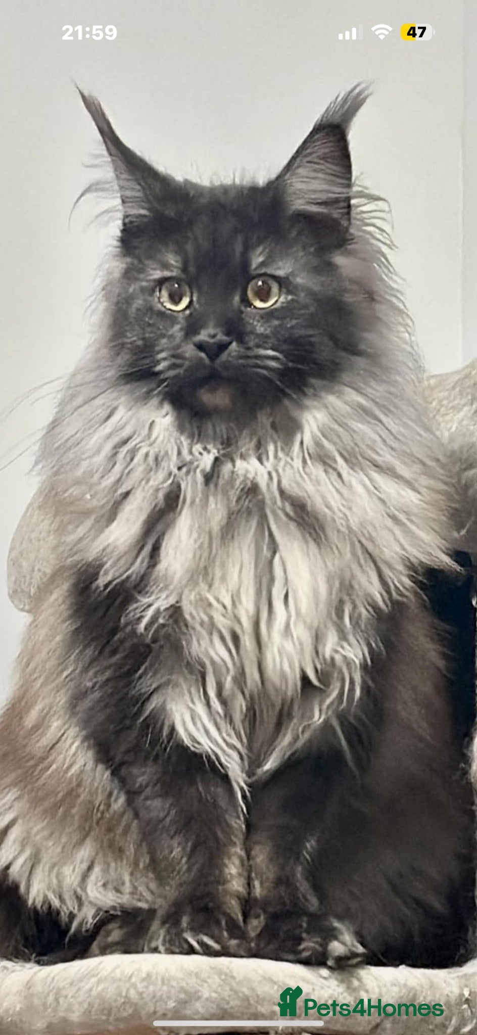 Maine Coon cats XXL RUSSIAN MAINE COON KITTENS - Advert 2