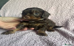 Cavapoo dogs for sale: ⭐️CAVAPOO F1B PUPPIES⭐️ - Image 12