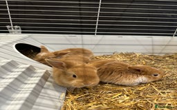 Mini Lop rabbits for sale: Mini lop babies for sale. Ready October 18th - Image 10