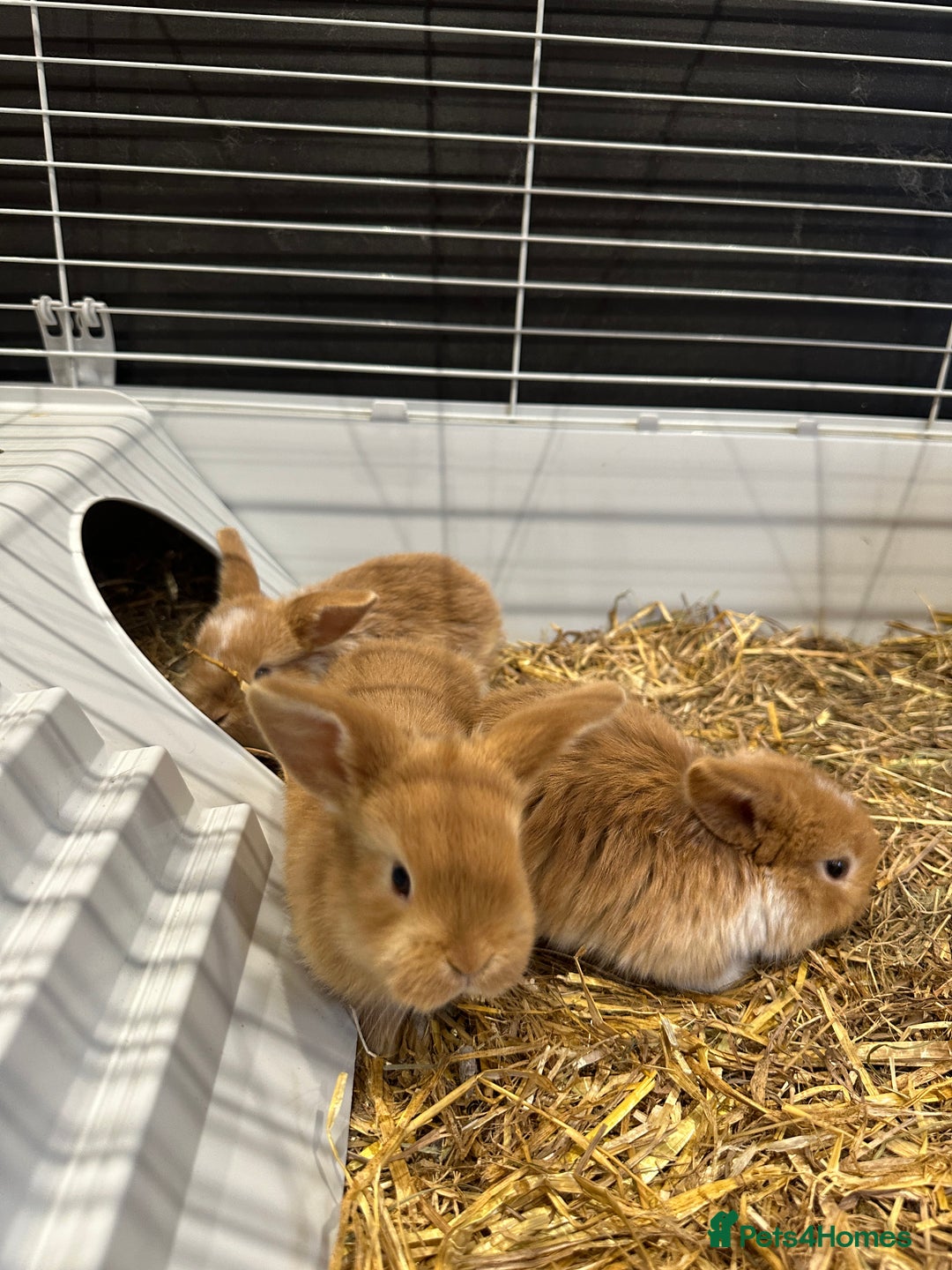 Mini Lop rabbits for sale: Mini lop babies for sale. Ready October 18th - Image 10