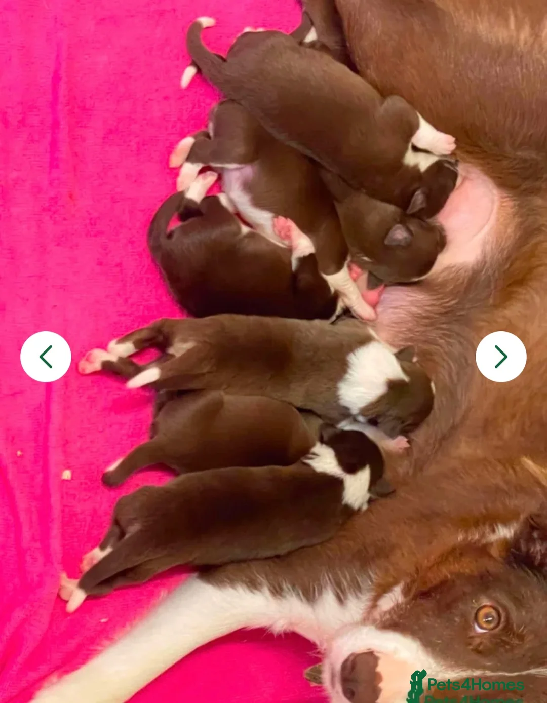 Border Collie dogs for sale: 🐾❤️ ONLY 2 RED & WHITE BORDER COLLIE BOYS LEFT  - Advert 2
