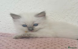 Ragdoll cats for sale: Affectionate, Cuddly, Playful Kittens - Image 23