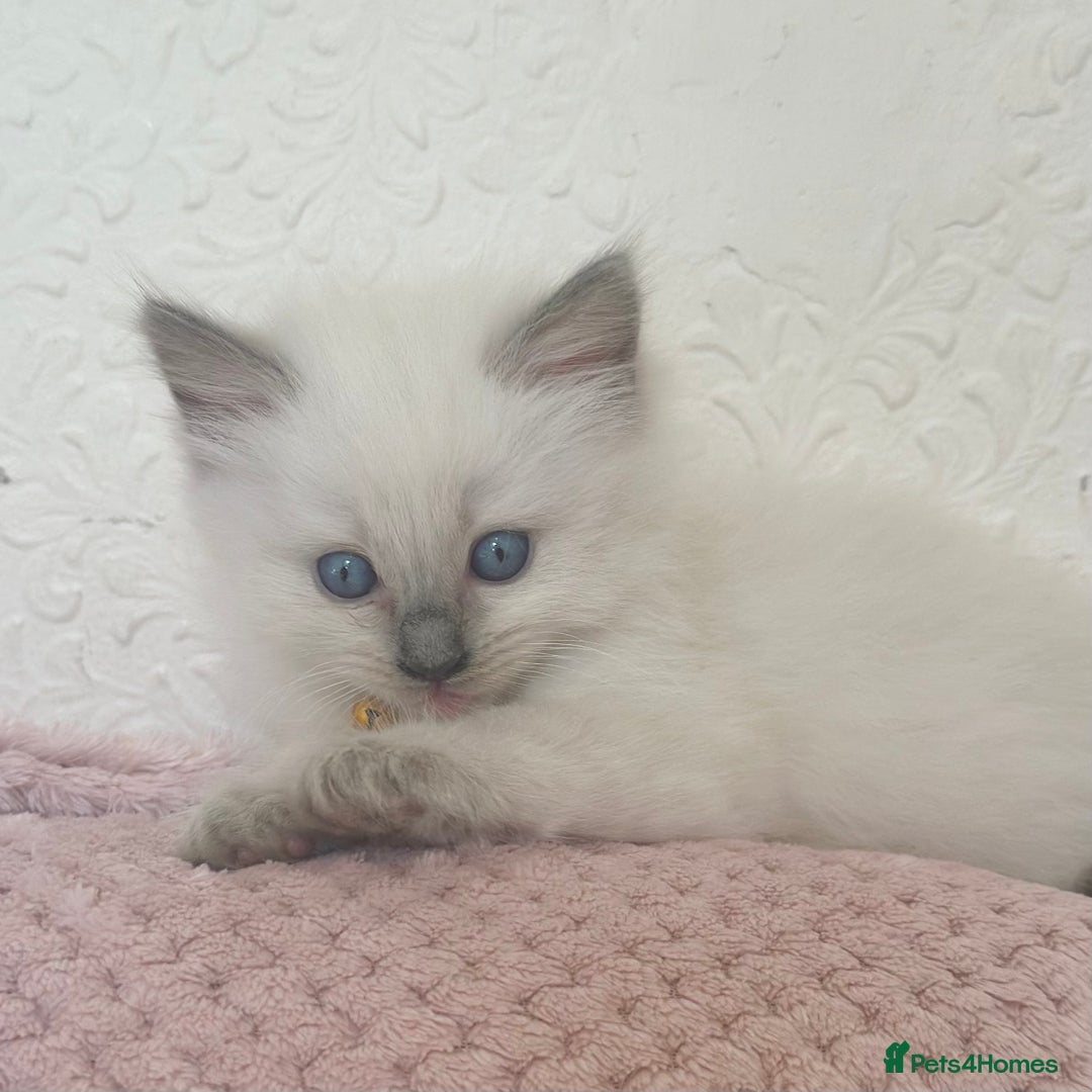 Ragdoll cats for sale: Affectionate, Cuddly, Playful Kittens - Image 23