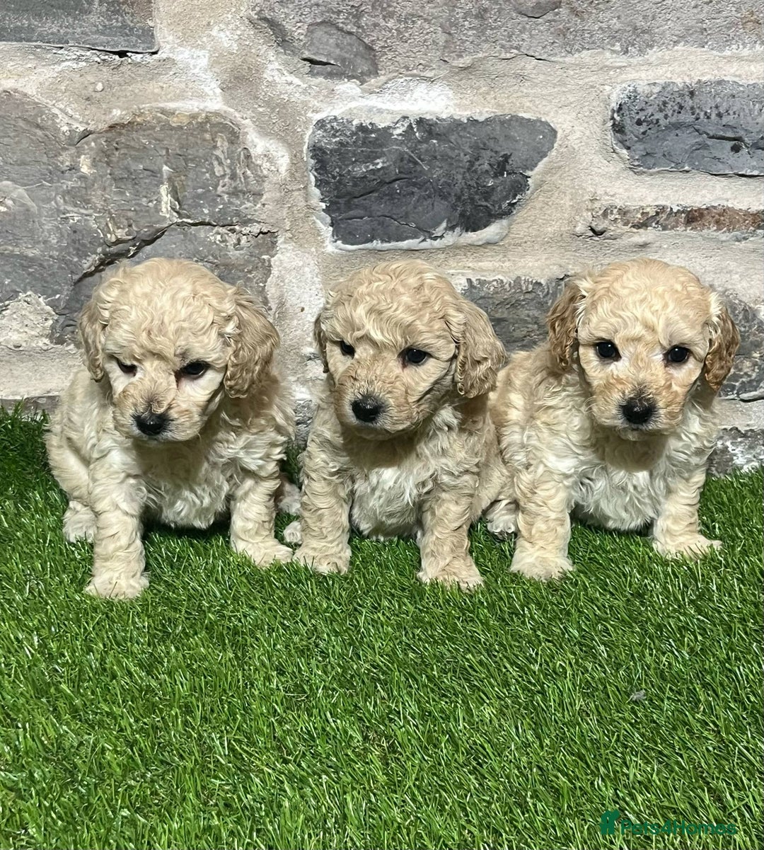 Poochon dogs for sale: Poochons Ready  **  Eve - Advert 4