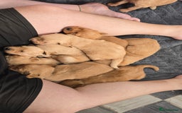 Golden Retriever dogs for sale: 9 Golden Retriever Pups, AKA fluffy bundles of joy - Image 23