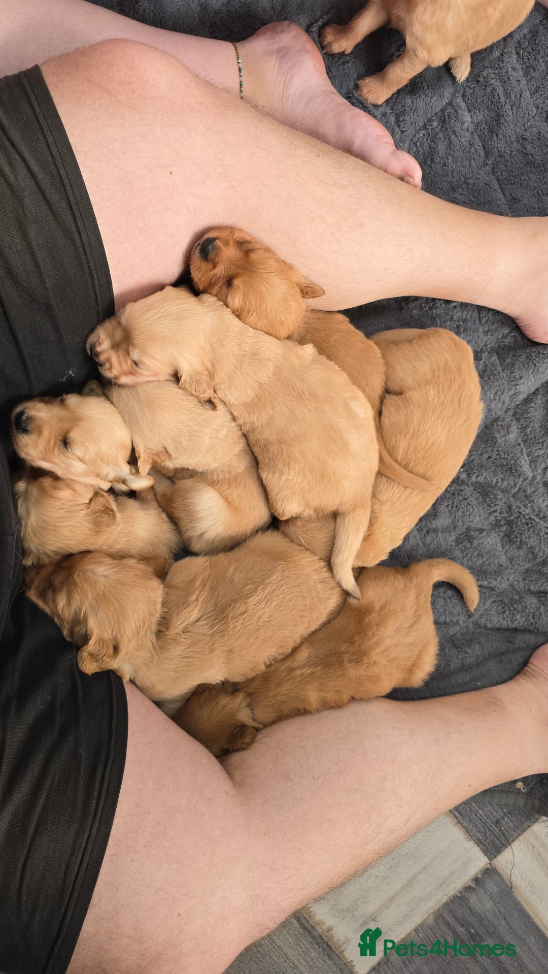 Golden Retriever dogs for sale: 9 Golden Retriever Pups, AKA fluffy bundles of joy - Image 23