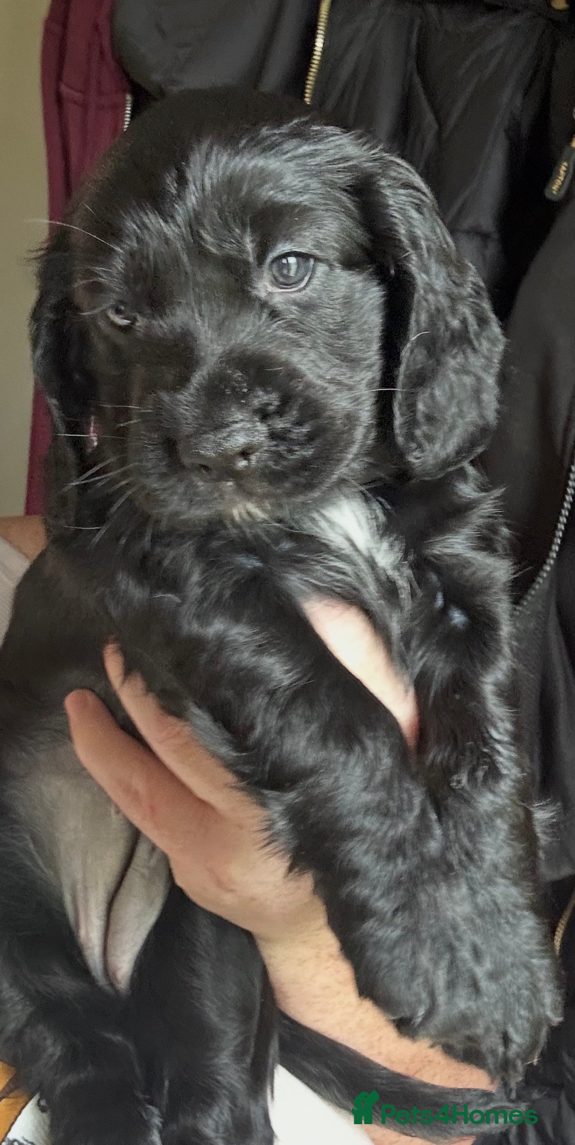 Cocker Spaniel dogs for sale: 5 star reviews cocker spaniel’s puppies 🌟🌟🌟🌟🌟 - Advert 2