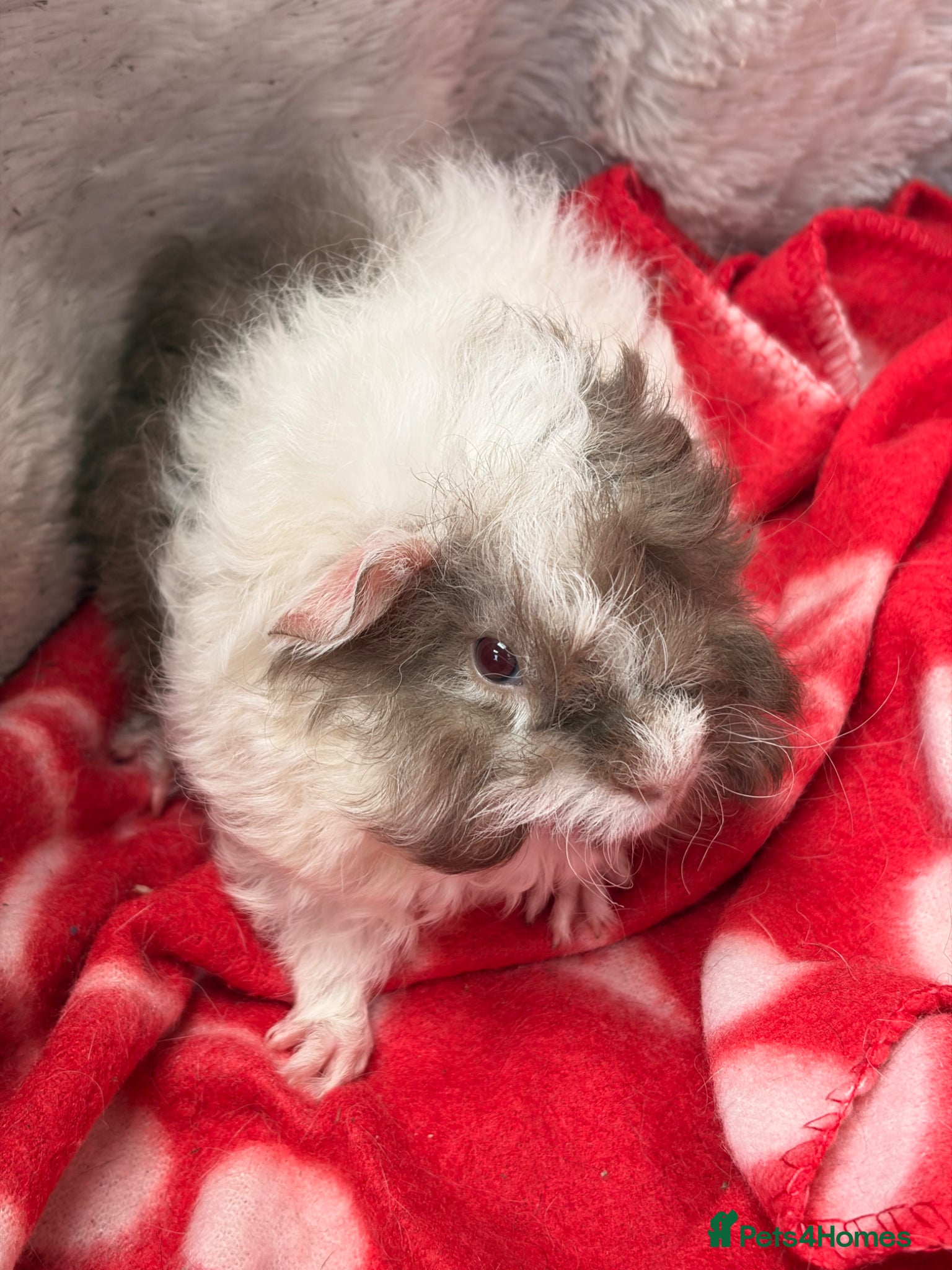Guinea Pig rodents for sale: BEAUTIFUL BABY BOY GUINEA PIGS - Advert 4