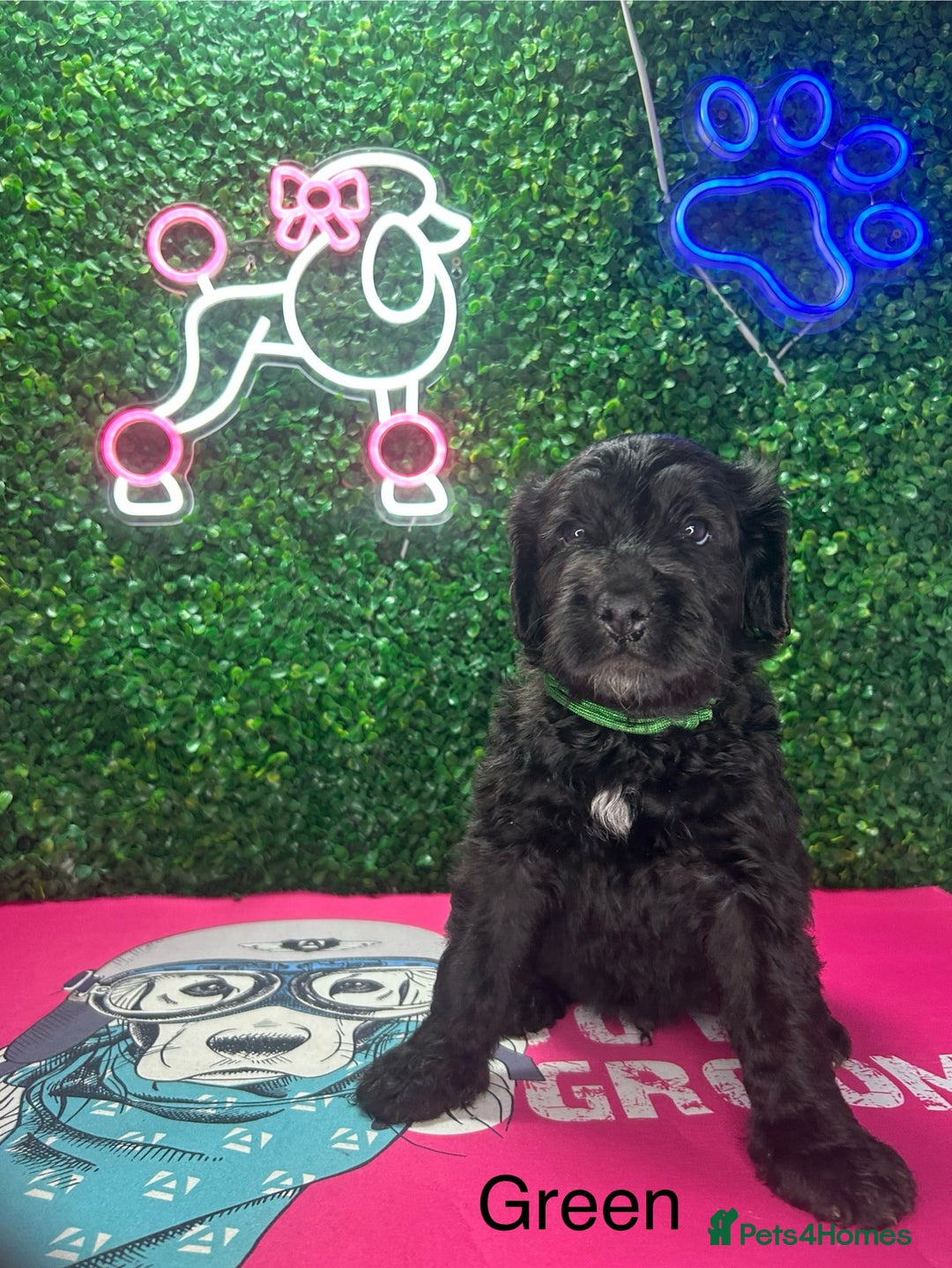 Mixed Breed dogs for sale: F1 Saint Berdoodles - Image 20