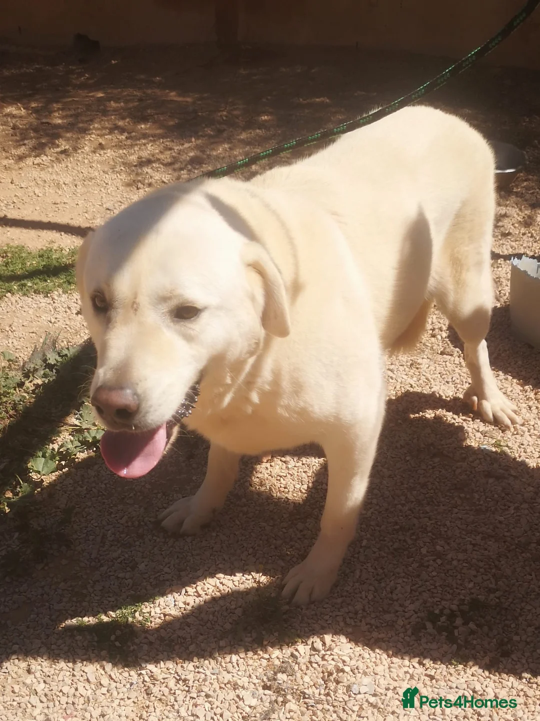 Mixed Breed dogs for adoption: 🚨URGENT🚨 LEON 💙🐾 in Hengoed - Advert 11