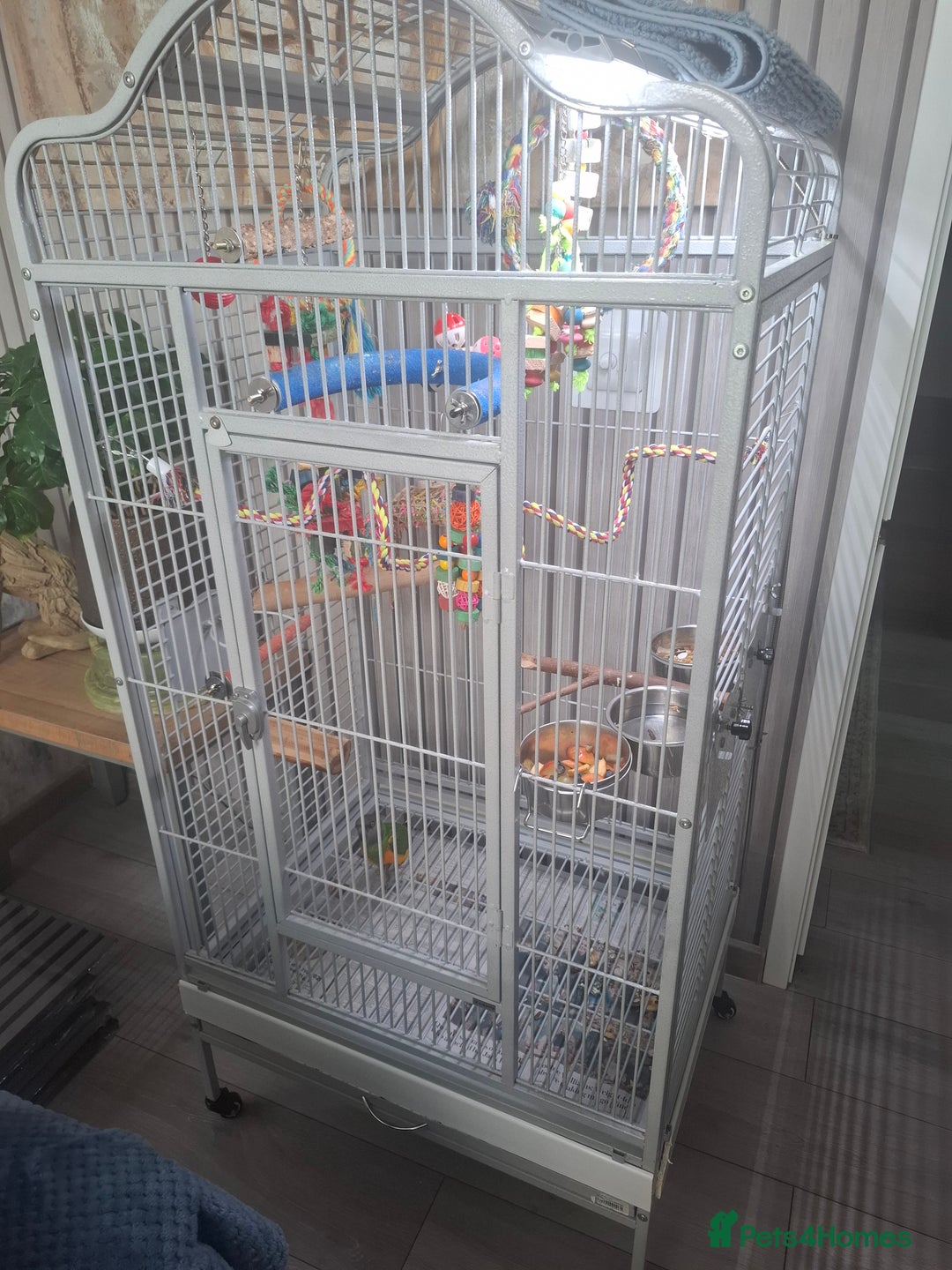 Parrots birds for sale: Male senegal  - Advert 2