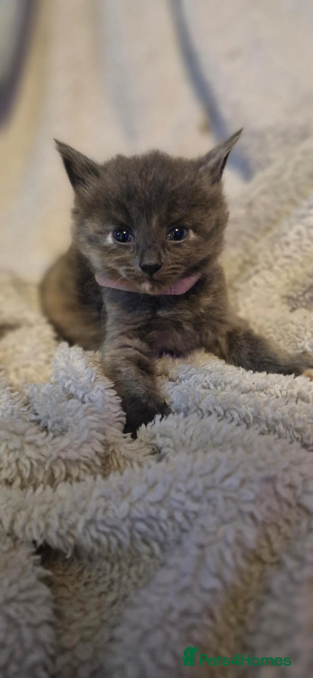 Mixed Breed cats for sale: 4 beautiful kittens for sale in Brighton - Advert 25