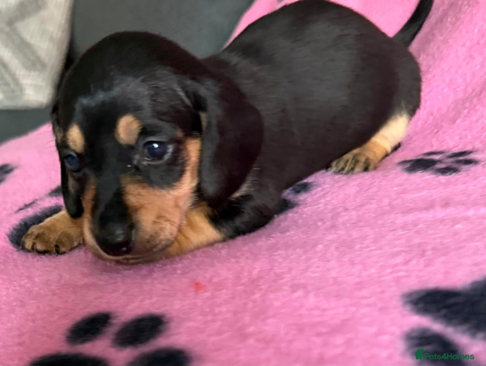 Dachshund dogs Gorgeous litter🌈 - Advert 8