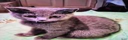 British Shorthair cats for sale: British shorthhair kittens  - Advert 7