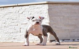 Olde English Bulldogge dogs for sale: 🛑23 YEARS🛑5⭐️APPROVED⭐️LICENSED  - Image 14