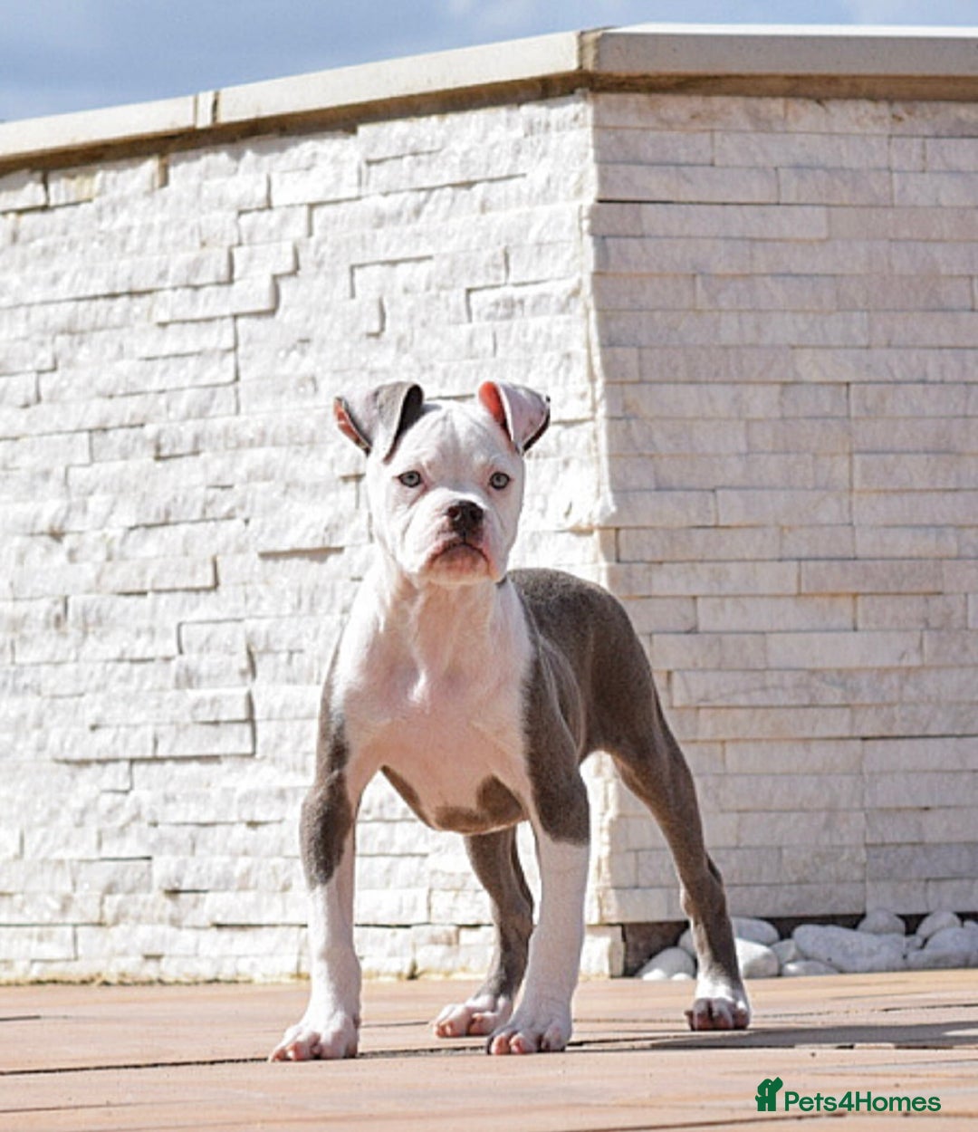 Olde English Bulldogge dogs for sale: 🛑23 YEARS🛑5⭐️APPROVED⭐️LICENSED  - Image 14