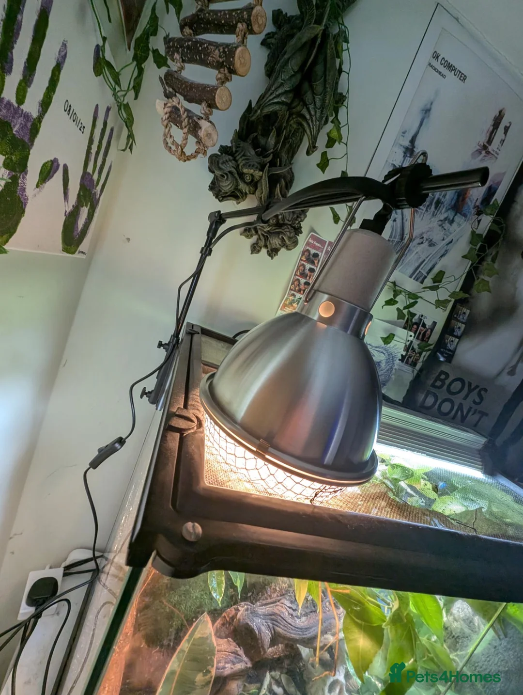 Gecko reptiles for sale: Pyro - Reticulated Gargoyle Gecko  in Reading - Advert 8