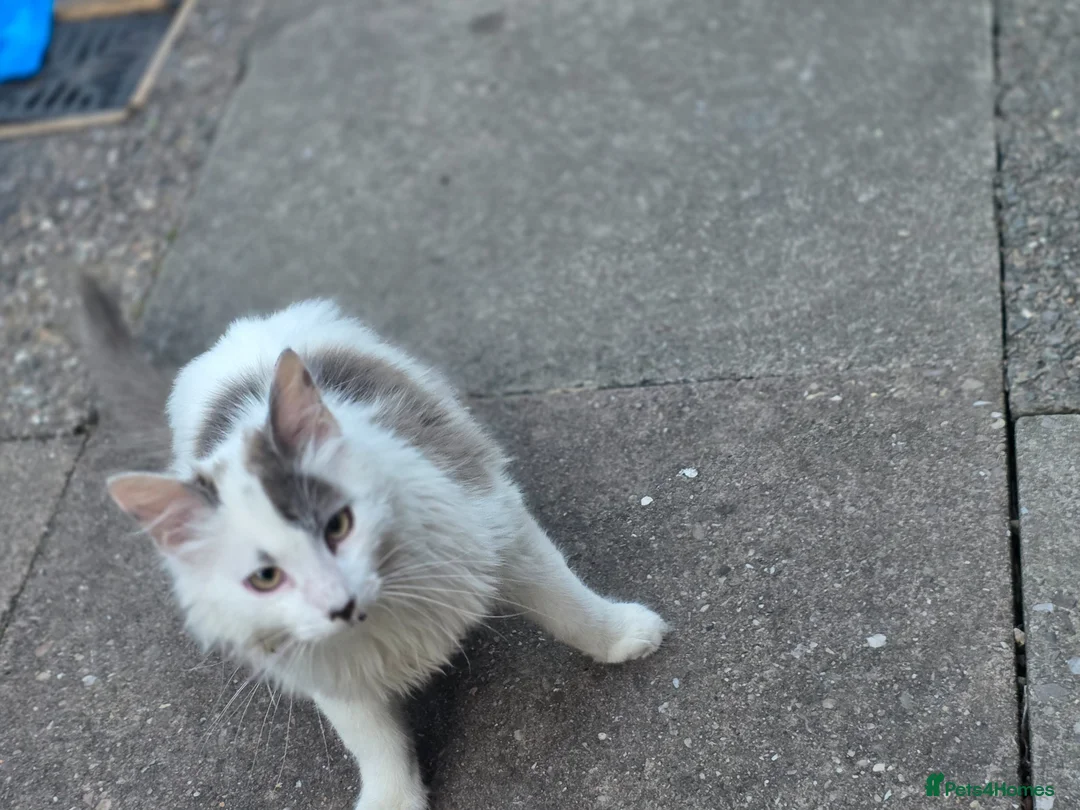 Mixed Breed cats for sale: White kitten - Advert 2