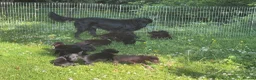 Flat coated Retriever dogs for sale: Gorgeous liver and black Flatcoat Retrievers - Advert 11