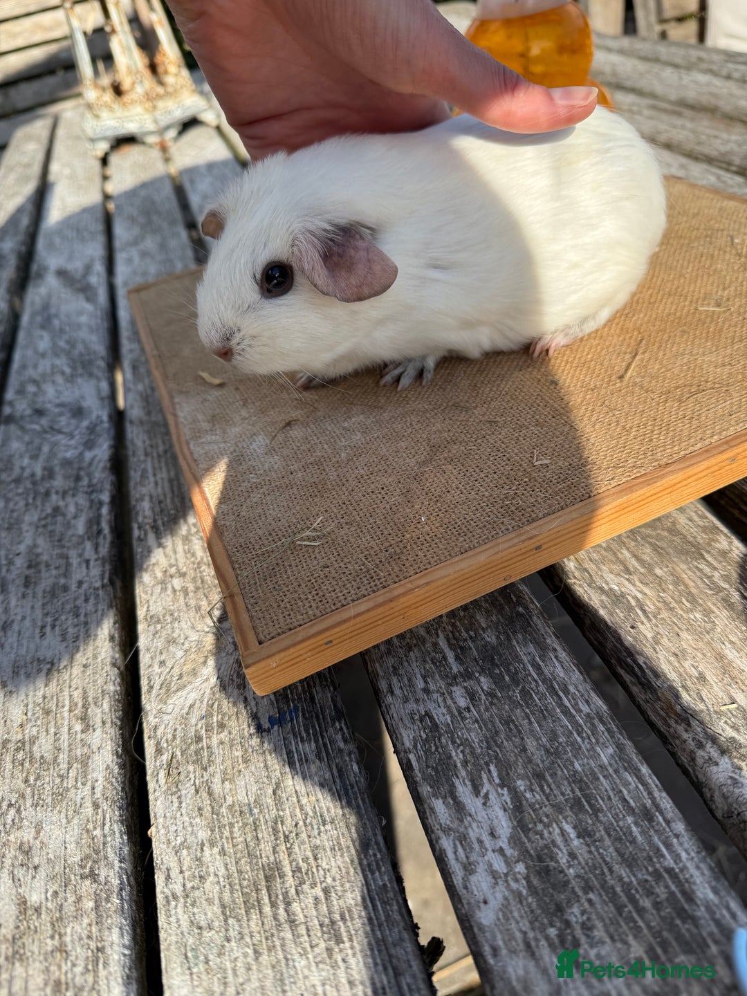 Guinea Pig rodents for sale: Pure bred California & Swiss guineapigs  - Image 19