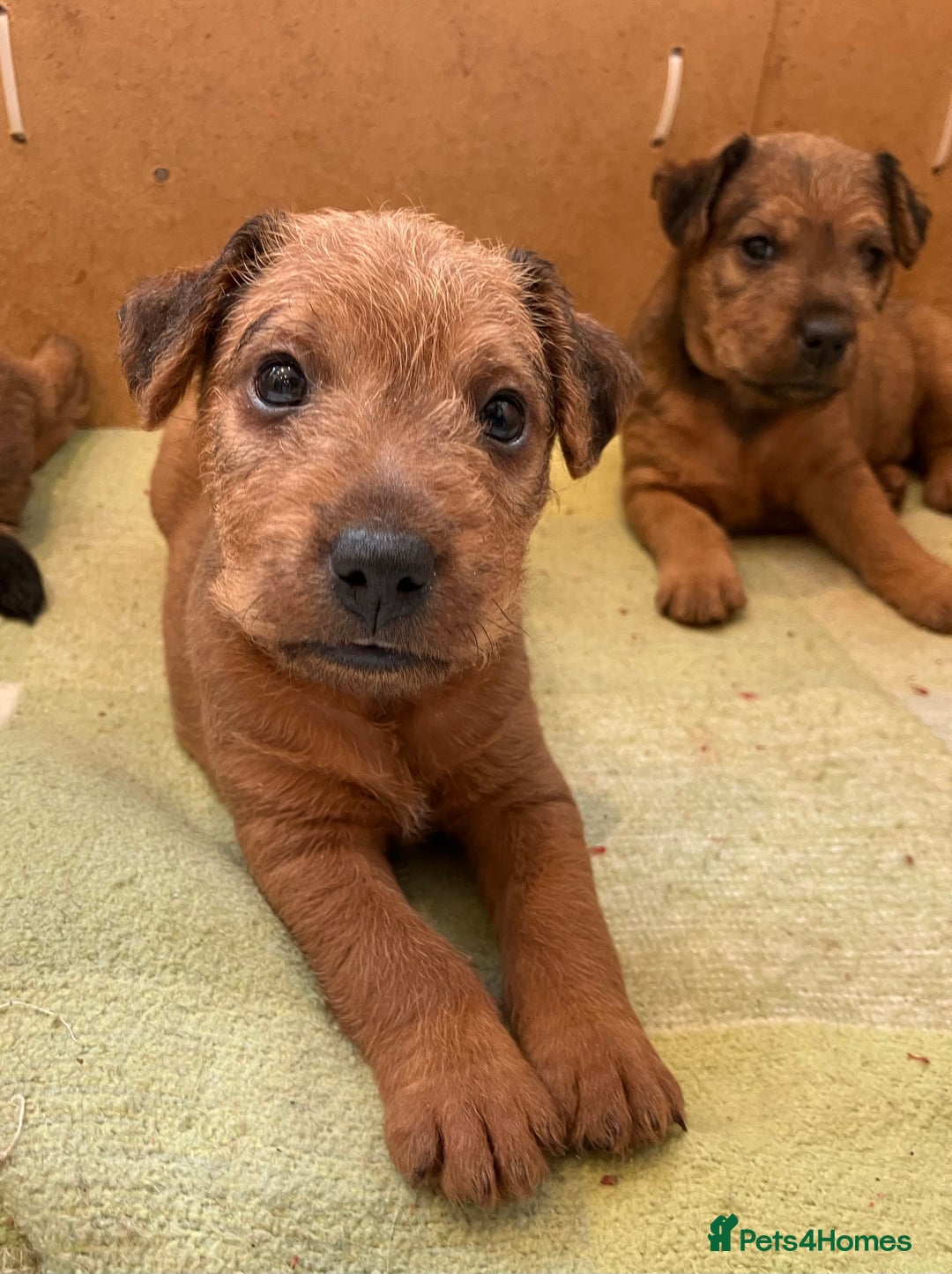 Lakeland Terrier dogs for sale: 5 Gorgeous Lakeland Terriers  - Image 10