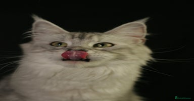 Maine Coon cats - Advert 6