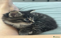 Siamese cats for sale: Beautiful Fluffy Siamese-Tabby Mix Kittens  - Image 8