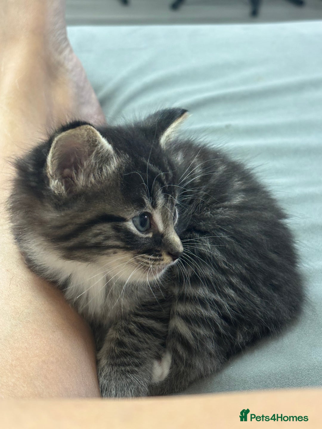 Siamese cats for sale: Beautiful Fluffy Siamese-Tabby Mix Kittens  - Image 8