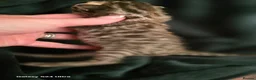 Mixed Breed cats for sale: Bengal X selkirk rex male kittens  - Advert 21