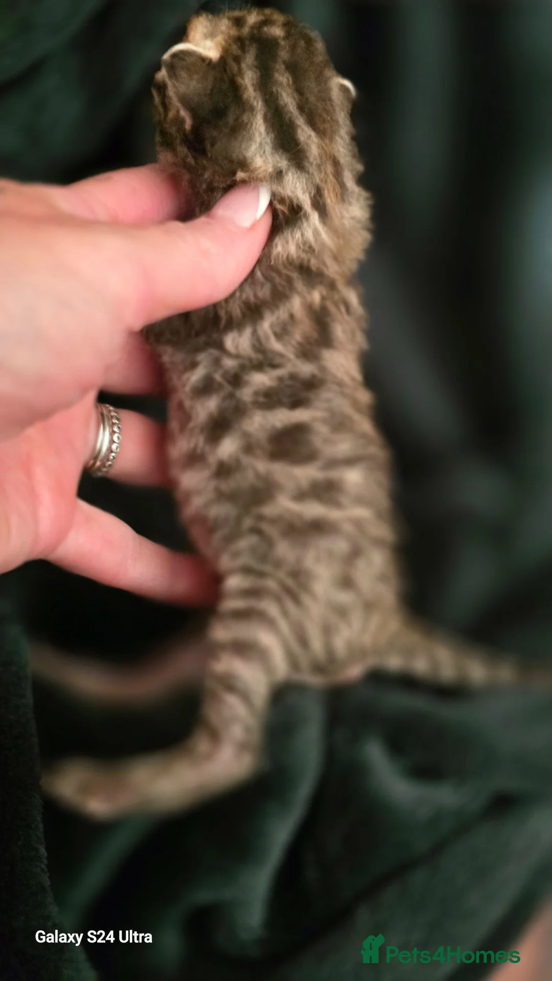 Mixed Breed cats for sale: Bengal X selkirk rex male kittens  - Advert 21