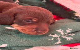 Miniature Dachshund dogs for sale: FOR SALE *Miniature dachshund puppies*  - Image 16