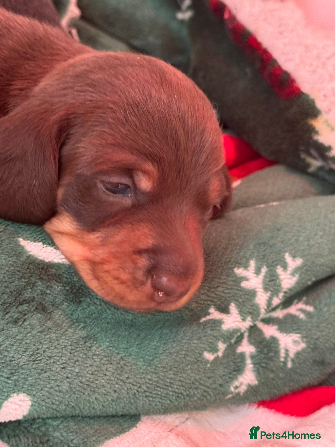 Miniature Dachshund dogs for sale: FOR SALE *Miniature dachshund puppies*  - Image 16