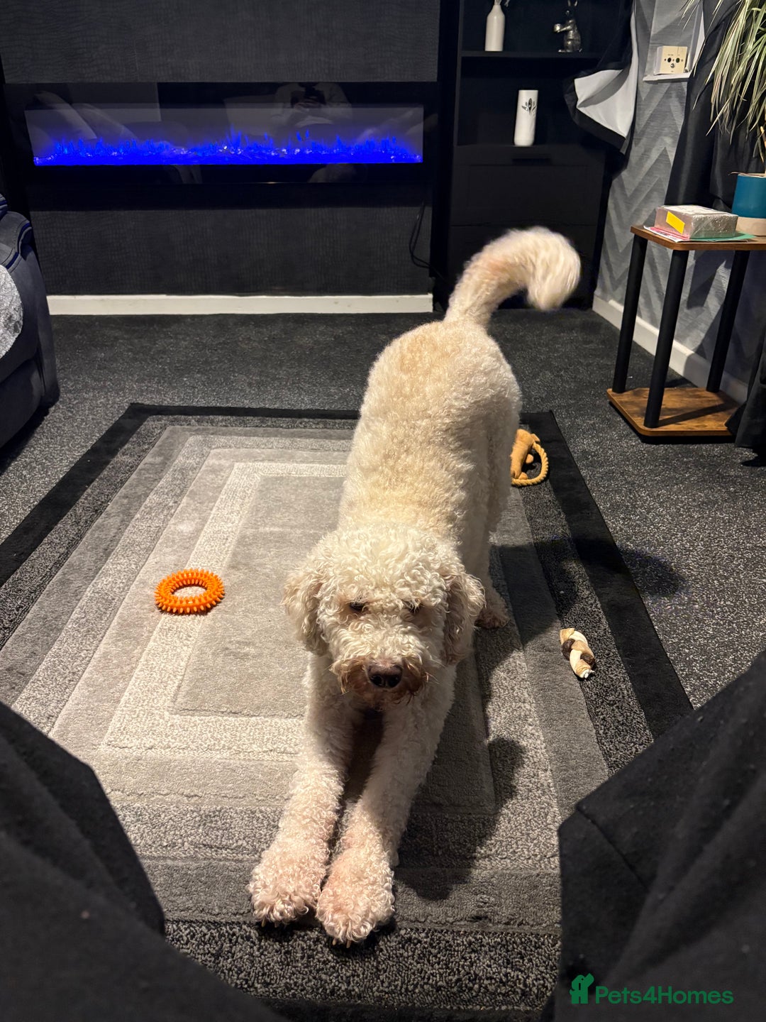 Labradoodle dogs for sale: Gorgeous Labradoodle - Advert 7