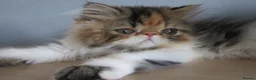 Persian cats for sale: Pedigree Persian female kitten - Advert 12