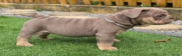 English Bulldog dogs for sale: Rare opportunity- grandpups of Burleybullz Nemesis - Advert 4