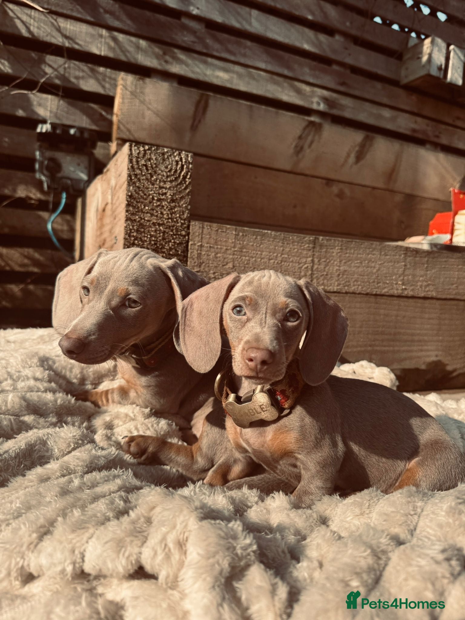 Miniature Dachshund dogs Miniature Dachshund Sisters – Raised With Children in Rochdale - Advert 1