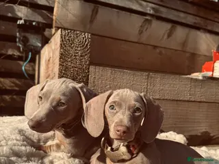 Miniature Dachshund dogs Miniature Dachshund Sisters – Raised With Children in Rochdale - Advert 1