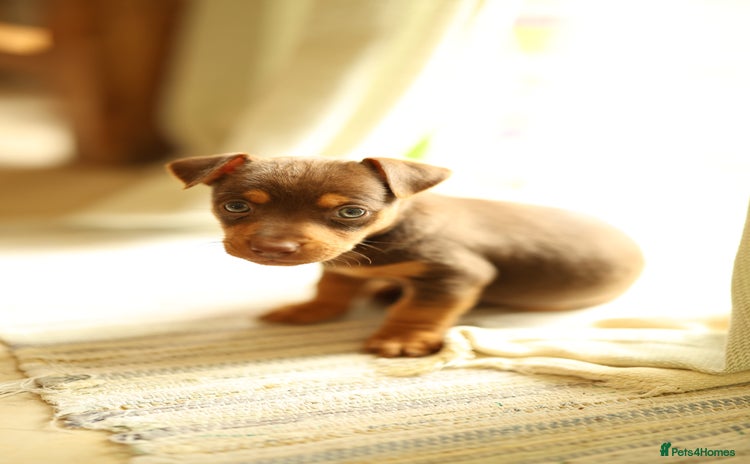 Jack Russell dogs - Advert 14