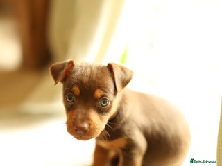 Jack Russell dogs - Advert 28