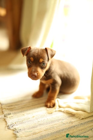 Jack Russell dogs - Advert 2